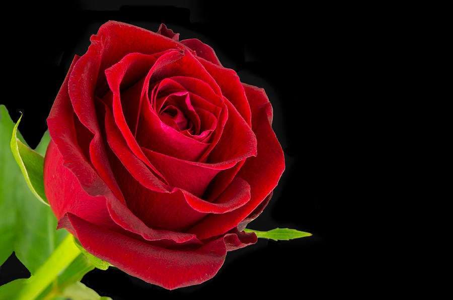 red-rose-close-up-david-head