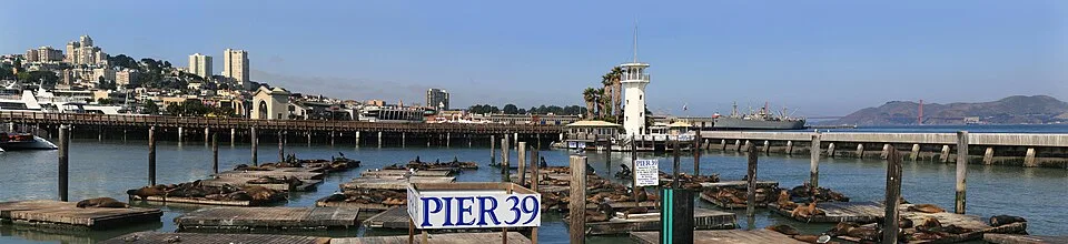 California Sea Lions at Pier 39